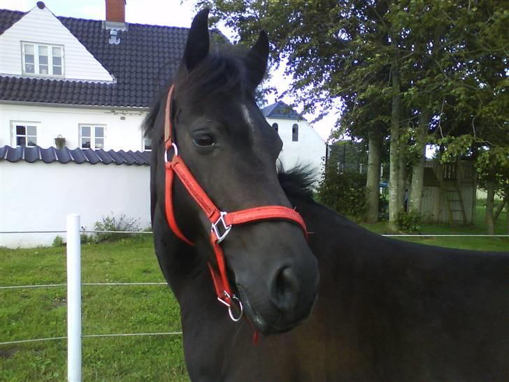 New Forest Zambo <3 - min smukke pony, da han lige var kommet på sommergræs i gærum .. billede 10