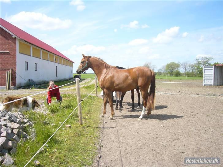 Arabisk fuldblod (OX) Kaison - Sommer 2007. En dejlig, smuk dreng<3  billede 18