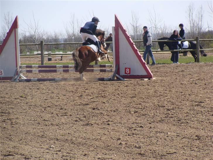 Welsh Pony (sec B) Hannibal  (SOLGT!)  - Sidste spring! billede 10