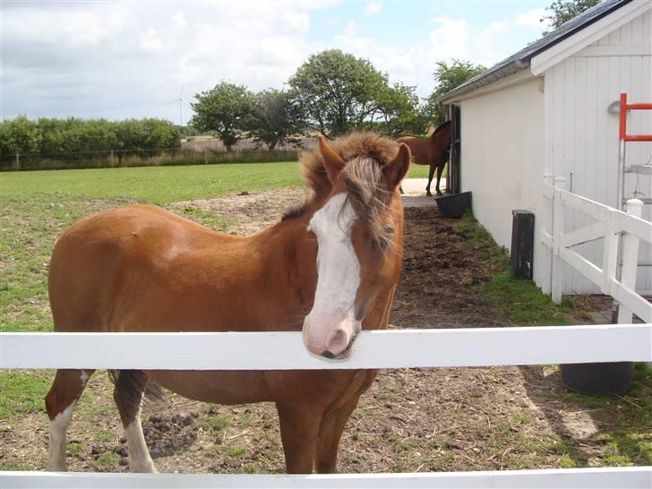 Welsh Pony (sec B) Hannibal  (SOLGT!)  - på mark billede 11