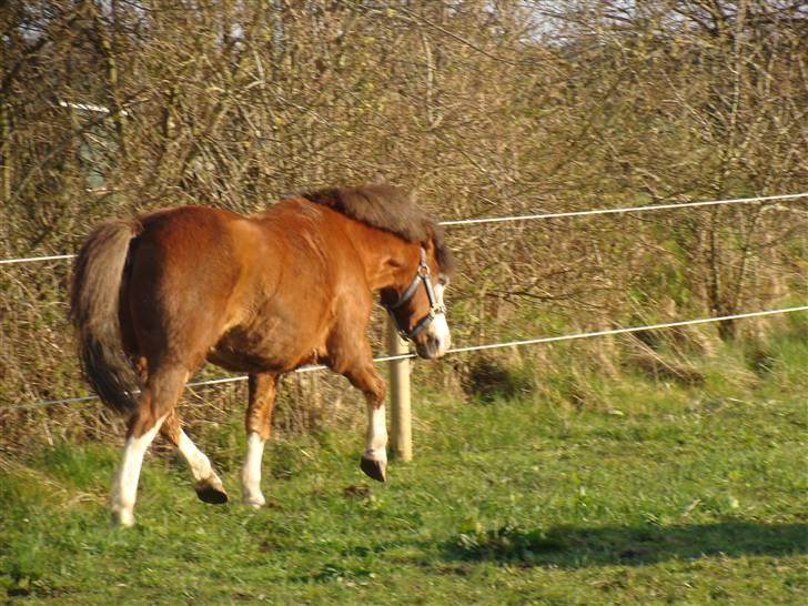 Welsh Pony (sec B) Hannibal  (SOLGT!)  - Lækker trav billede 12