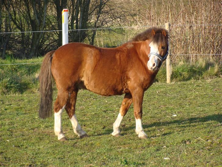 Welsh Pony (sec B) Hannibal  (SOLGT!)  - jeg kigger på dig.. hvad laver du? billede 13