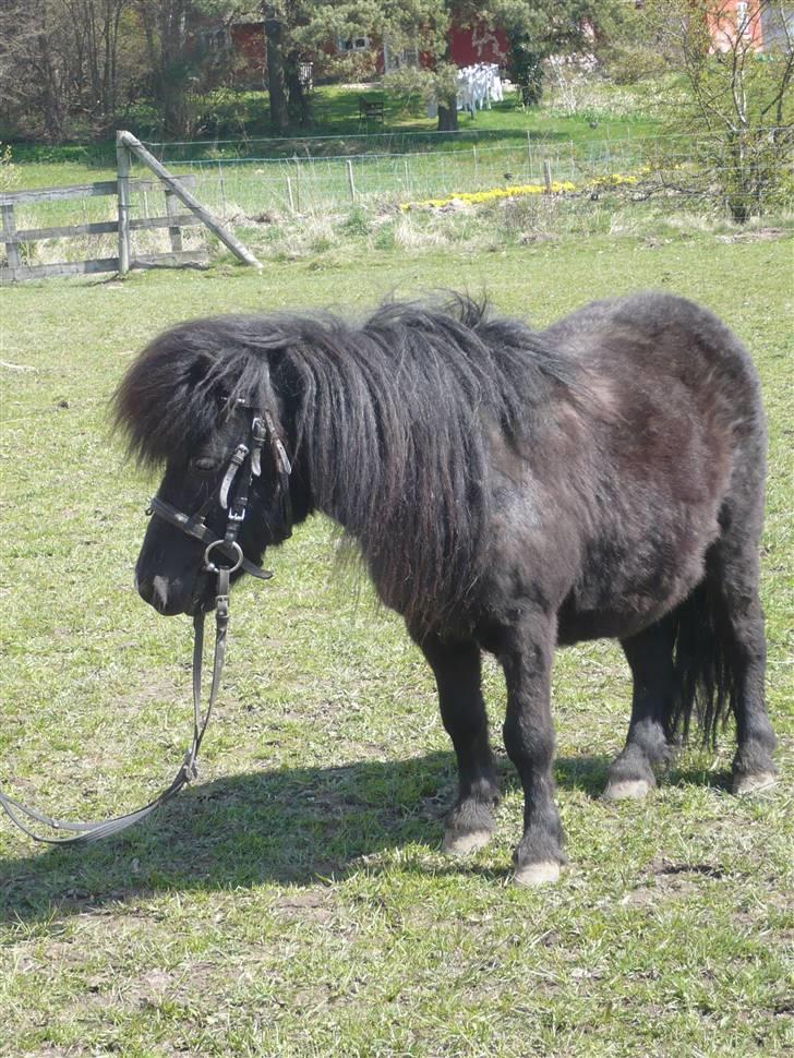 Shetlænder Rodolf billede 8