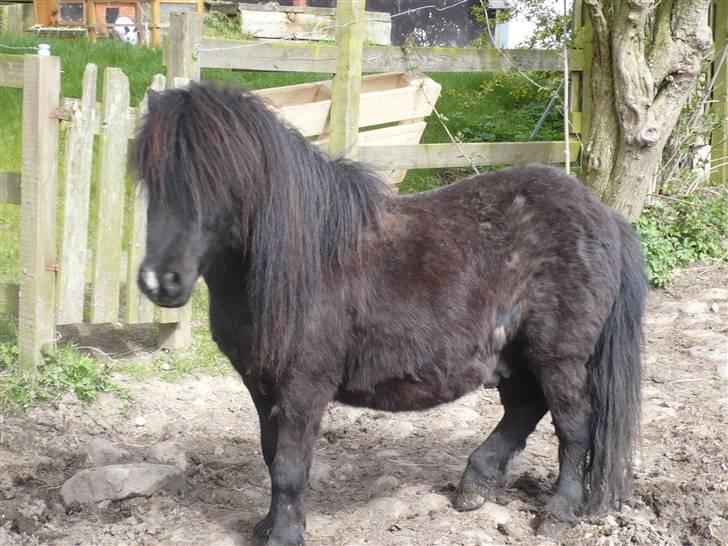 Shetlænder Rodolf billede 9