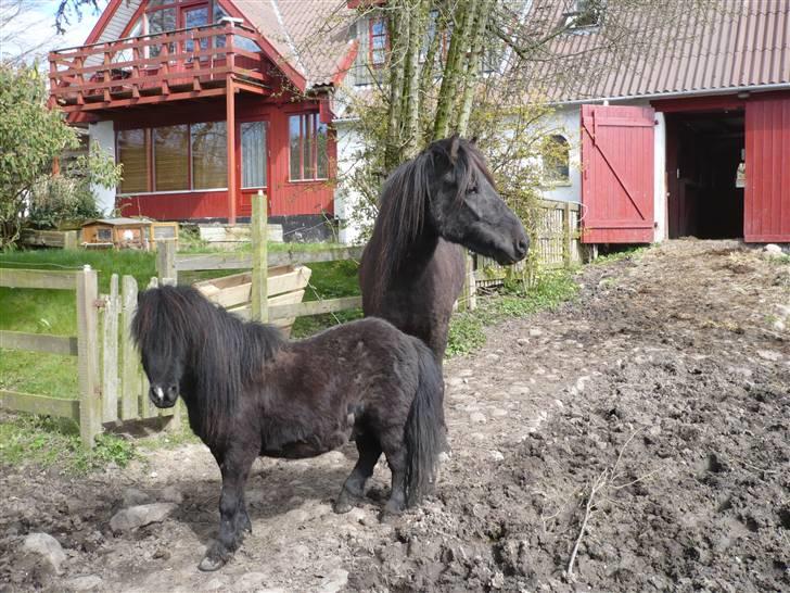 Shetlænder Rodolf billede 10