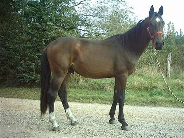 Anden særlig race Milton  billede 8