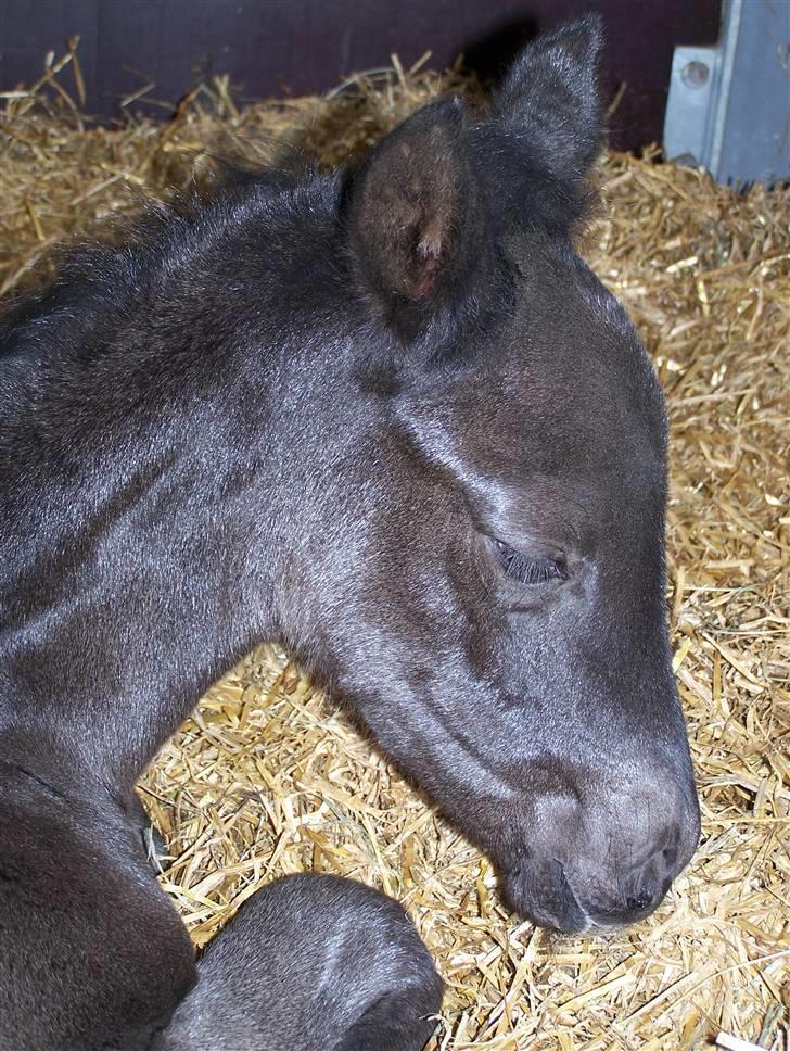 Tysk Oldenburger Sandsøgårds Saba - Ja her er jeg så, er kun 1 dag gammel. billede 1