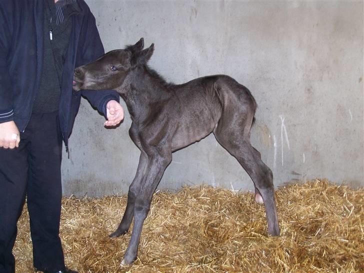 Tysk Oldenburger Sandsøgårds Saba - Lille Saba, er kun få timer gammel billede 2