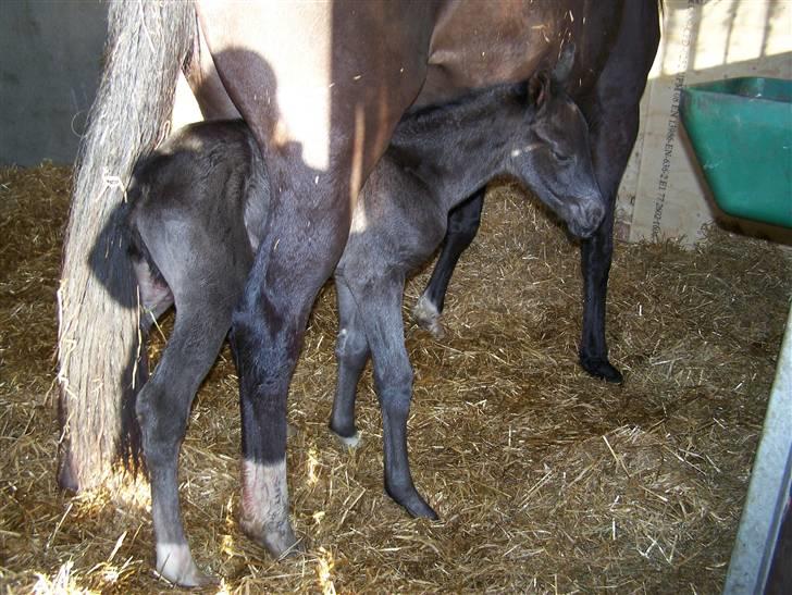 Tysk Oldenburger Sandsøgårds Saba - Se nu kan jeg stå uden at vælte billede 3