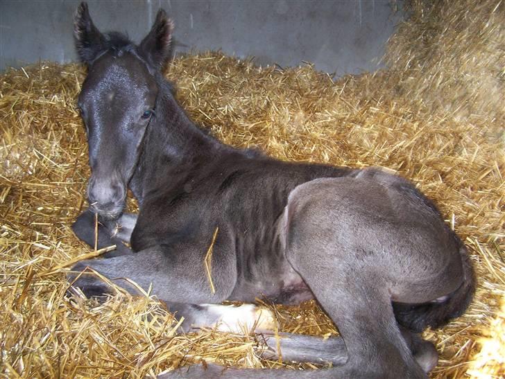 Tysk Oldenburger Sandsøgårds Saba - Er blevet lidt træt billede 4