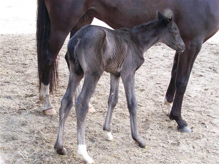 Tysk Oldenburger Sandsøgårds Saba - Uden for, for første gang billede 5