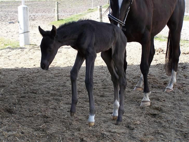 Tysk Oldenburger Sandsøgårds Saba - Uden for, for første gang, hvor er jeg vild billede 6