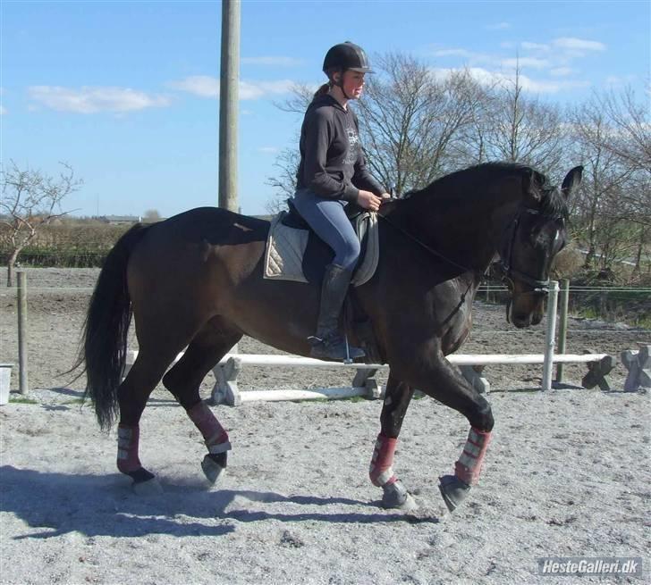 Dansk Varmblod Viento - Dressur træning d. 19/4-08 billede 19