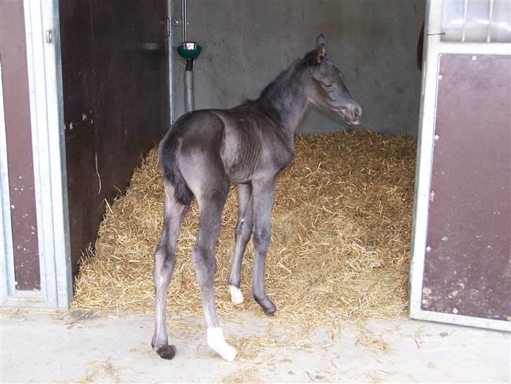 Tysk Oldenburger Sandsøgårds Saba - Venter på at mor gider med ud at lege billede 7