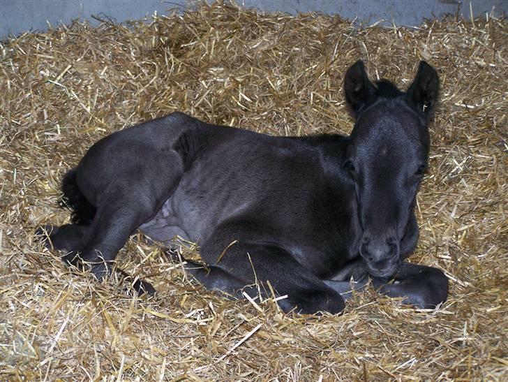 Tysk Oldenburger Sandsøgårds Saba - Er blevet lidt træt, efter at have været ude for første gang billede 8
