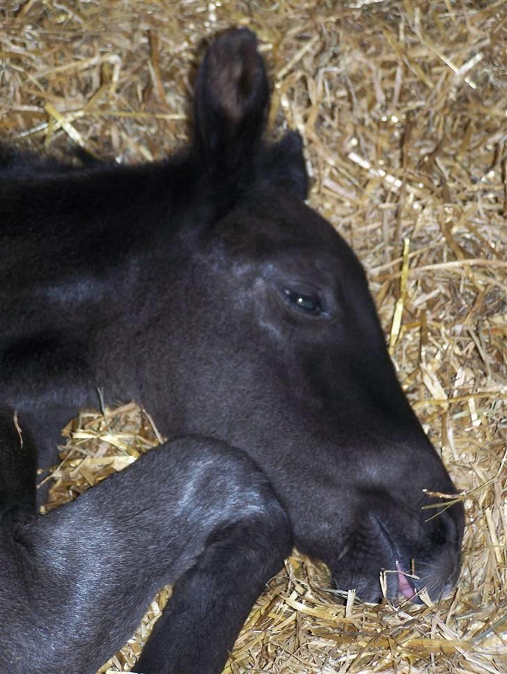 Tysk Oldenburger Sandsøgårds Saba - Er blevet lidt træt, efter at have været ude for første gang billede 9