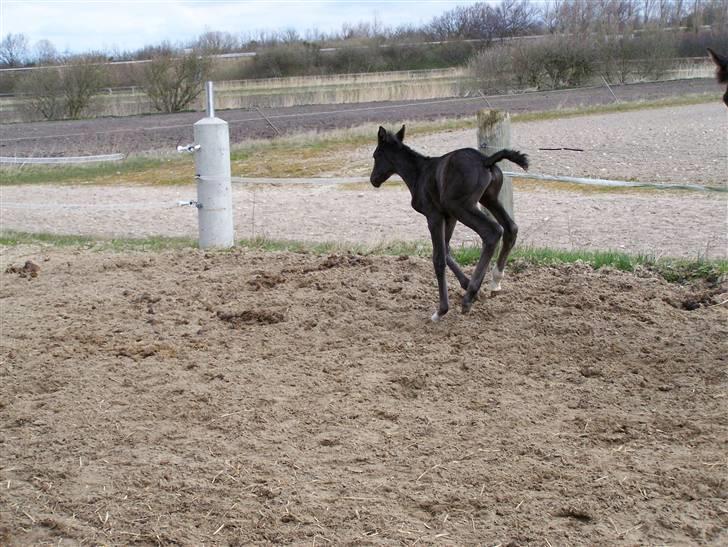 Tysk Oldenburger Sandsøgårds Saba - Se hvor vild jeg er billede 10