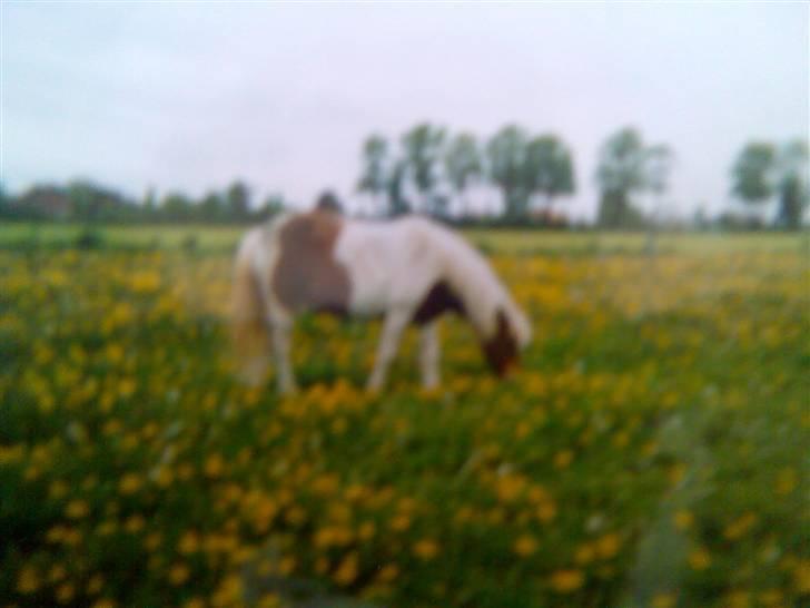 Anden særlig race Matros billede 17