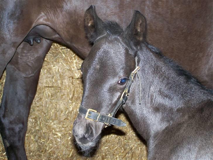 Tysk Oldenburger Sandsøgårds Saba - Grime på for første gang billede 11