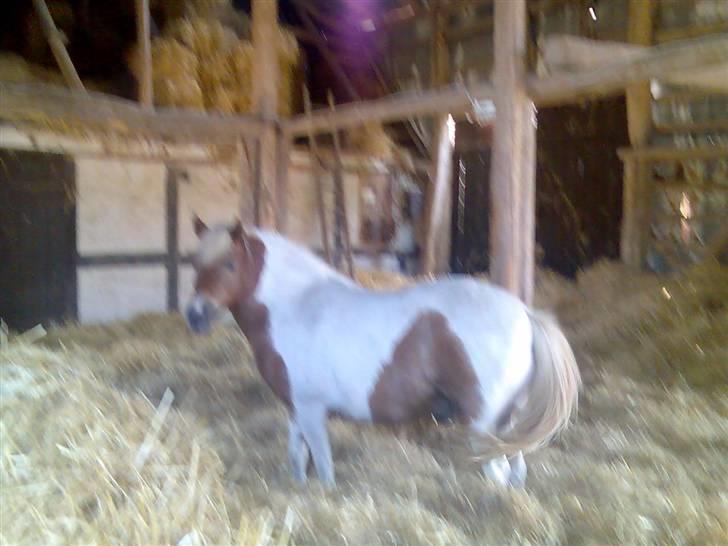 Anden særlig race Matros billede 18