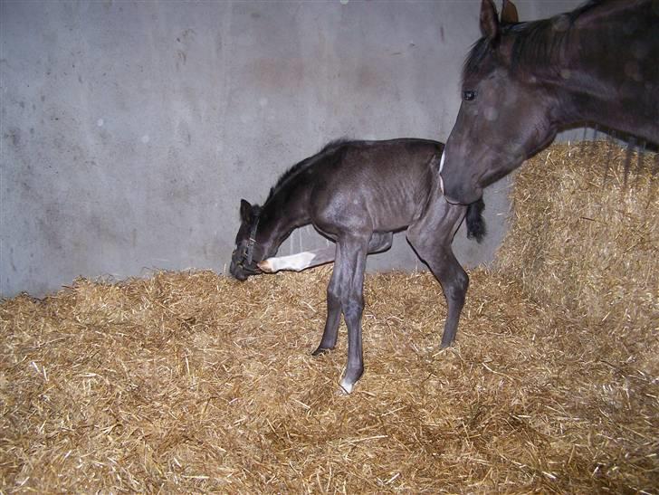 Tysk Oldenburger Sandsøgårds Saba - Det er altså lidt svært at klø sig, når man ikke helt har styr på de lange ben billede 12