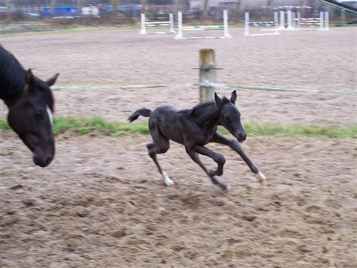 Tysk Oldenburger Sandsøgårds Saba - Se hvor jeg kan mor billede 13