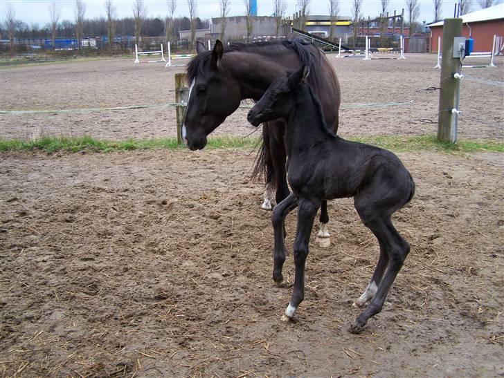 Tysk Oldenburger Sandsøgårds Saba - Se mor jeg kan også hoppe billede 14
