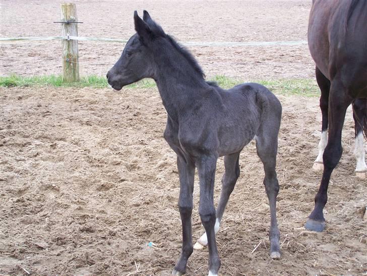Tysk Oldenburger Sandsøgårds Saba - Se hvor fint jeg står billede 15