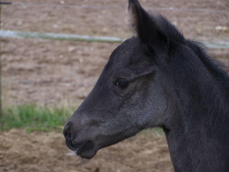 Tysk Oldenburger Sandsøgårds Saba - Sabas kønne hoved billede 16