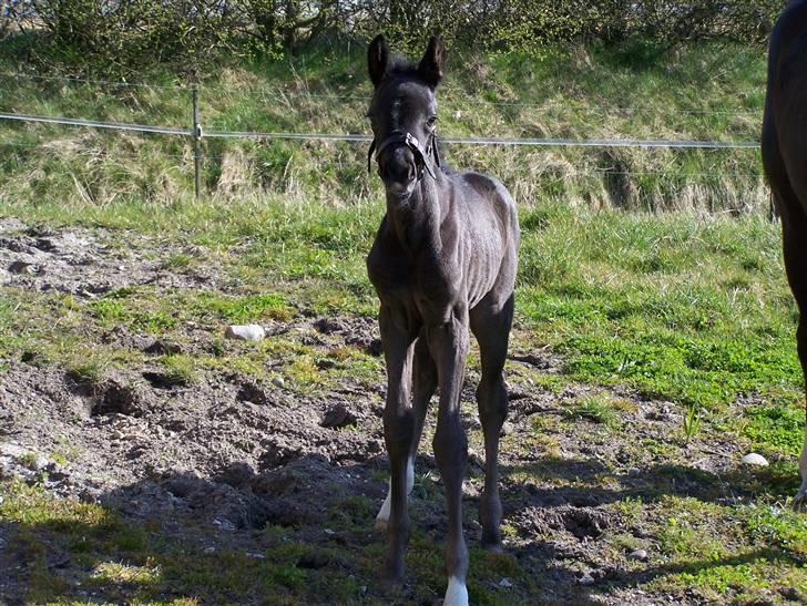 Tysk Oldenburger Sandsøgårds Saba - Står lige og nyder solen, på min første dag på græs mark billede 17