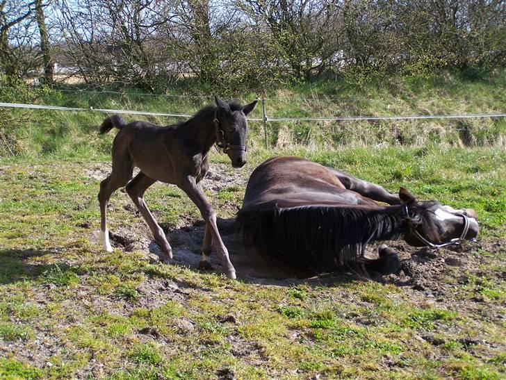 Tysk Oldenburger Sandsøgårds Saba - Driller lige min mor lidt billede 18