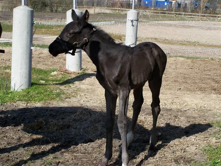 Tysk Oldenburger Sandsøgårds Saba - Står lige og nyder solen, på min første dag på græs mark, er 3 dage gammel billede 19