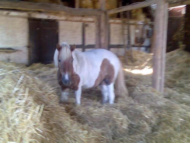 Anden særlig race Matros billede 19