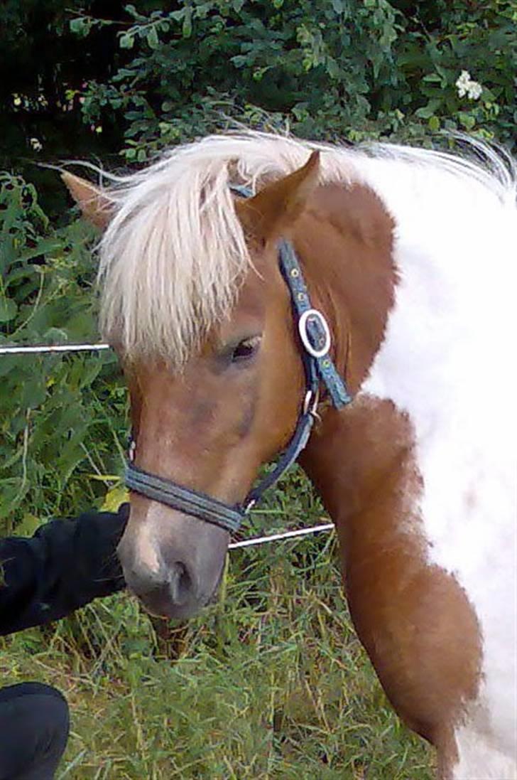 Anden særlig race - † Matros/Wingo † R.I.P billede 21