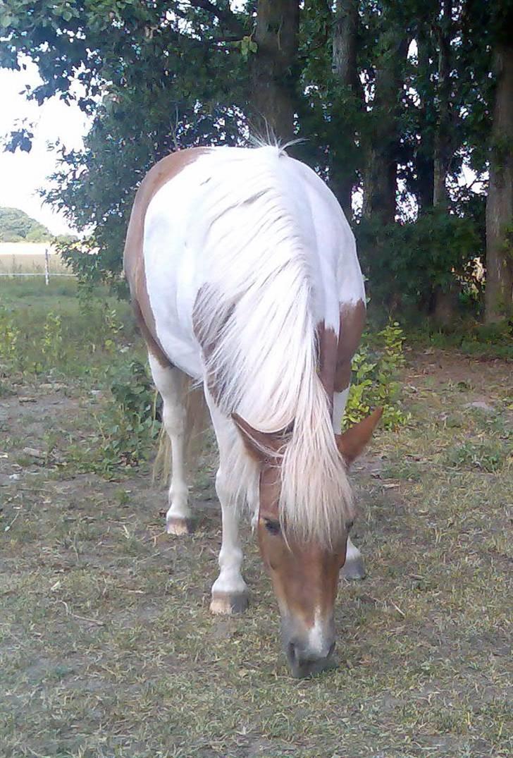 Anden særlig race - † Matros/Wingo † R.I.P - Så hvid han kunne blive...:) helt uden strile... hehe billede 22
