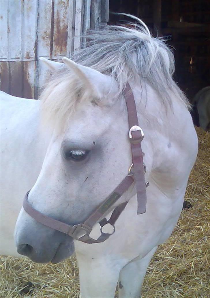 Connemara / Fjordhest - † Fanny † R.I.P. - Min smukke pony... Savner dig for vildt... Snøft... billede 20