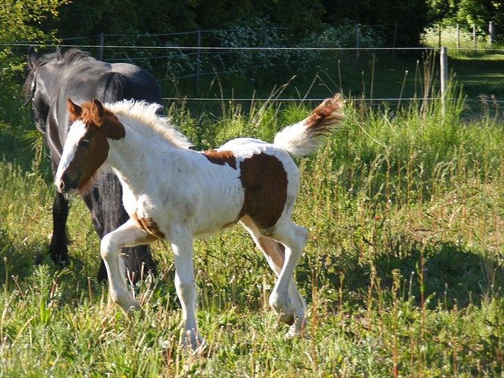 Irish Cob Nr Kirkebys Aoura of Ferg billede 14