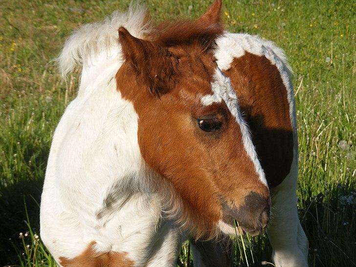 Irish Cob Nr Kirkebys Aoura of Ferg billede 15