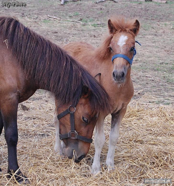 Anden særlig race Fiona billede 11