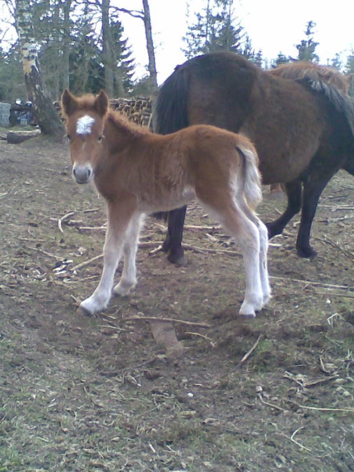 Anden særlig race Fiona - Da hun kun var et par dage gammel <3  billede 12
