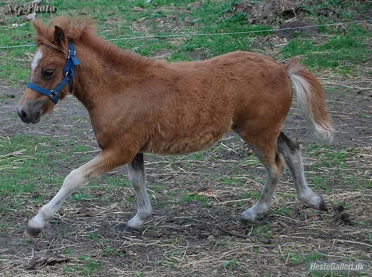 Anden særlig race Fiona billede 13
