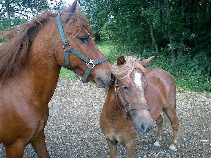 Anden særlig race Fiona billede 14