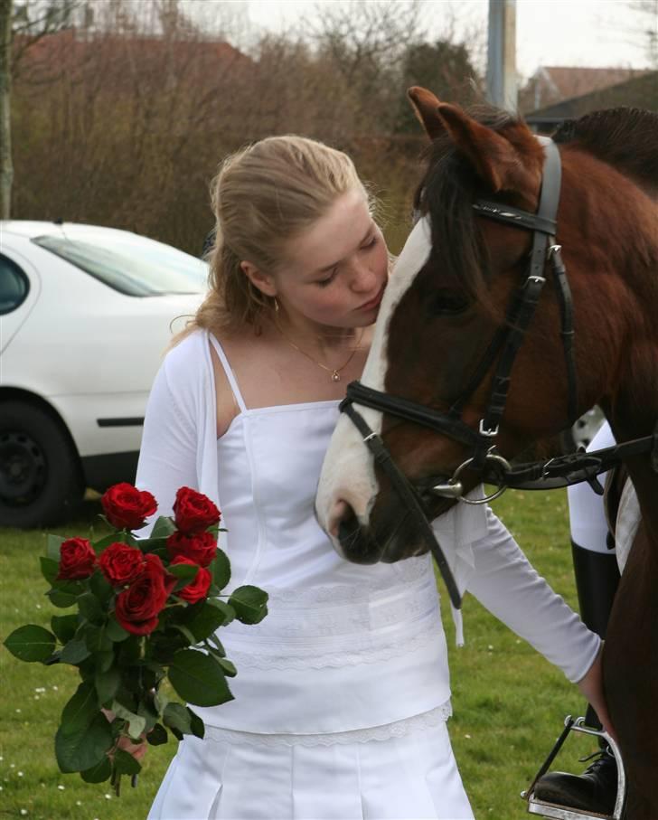 Anden særlig race Tilde - 11* Et lille kys til bølle <´3 tilde kom til kirken den 13-04-08 sammen med de andre fra kir (det store heste show ved kirken :p ) Taget af min FarBror :) billede 11