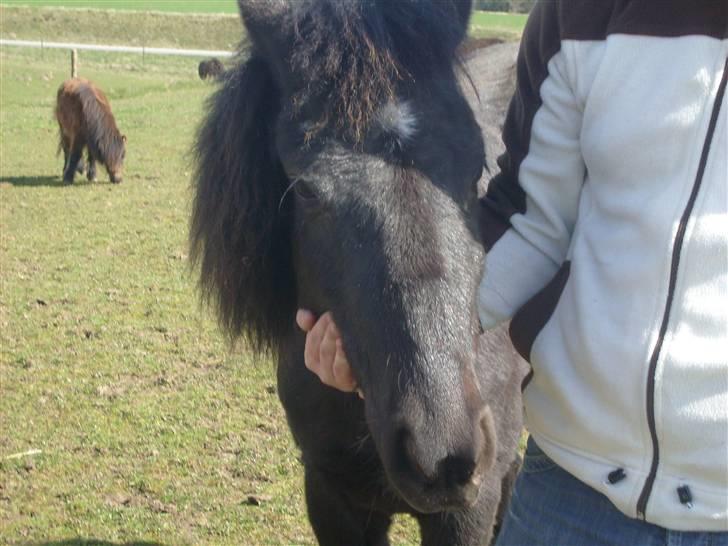 Anden særlig race Bella R.I.P.  - velkommen til bella s profil billede 1