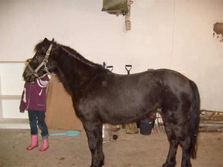 Anden særlig race Bella R.I.P.  - bella der skal have dækken på billede 3