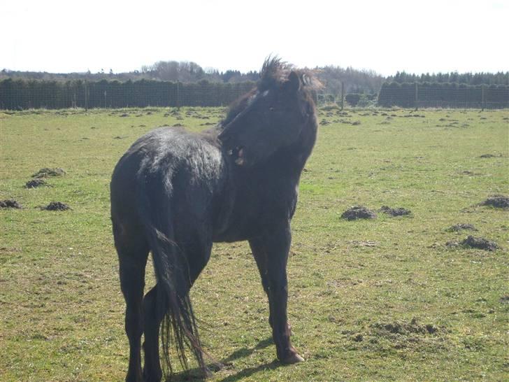 Anden særlig race Bella R.I.P.  - lige der skønt billede 4