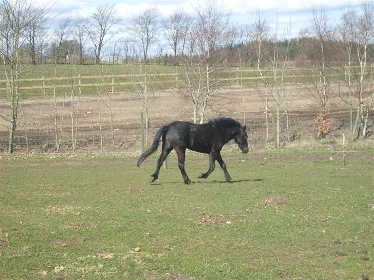 Anden særlig race Bella R.I.P.  - trav på marken billede 5