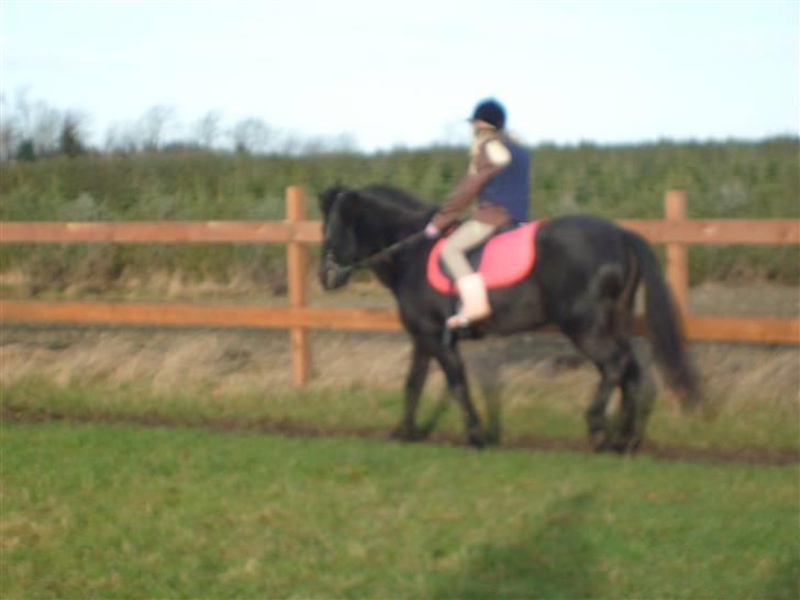 Anden særlig race Bella R.I.P.  - min smukke hest du var så dygtig billede 6