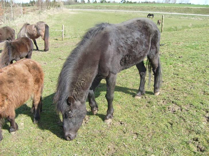 Anden særlig race Bella R.I.P.  - du vil aldrig blive glemt min mus billede 7