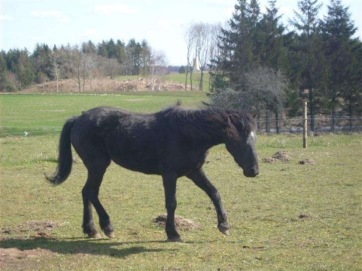 Anden særlig race Bella R.I.P.  - trav igen billede 8
